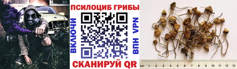 как найти закладки  Волгореченск  darknet клад  Галлюциногенные грибы MAGIC MUSHROOMS 